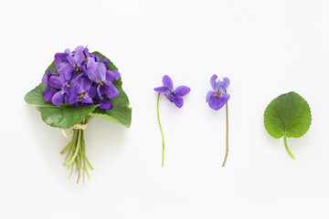 Set of viola odorata flowers, bouquet, flower and leaf on white background, table top view. Real...