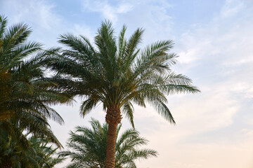 Fototapeta na wymiar Beautiful green coconut palm trees on tropical beach against blue sky. Summer vacation concept