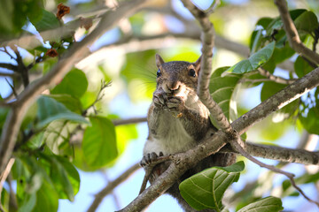 Beautiful wild gray squirrel eating nuts on a tree in summer town park