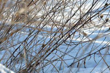 Closeup of snow covered dry grass in winter. Frozen dead wild plants