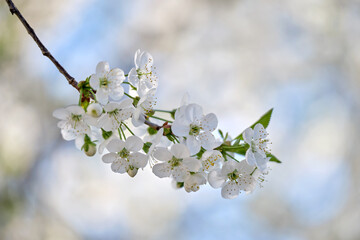 Twigs of cherry tree with white blossoming flowers in early spring