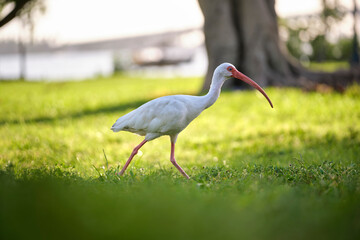 White ibis wild bird, also known as great egret or heron walking on grass in town park in summer