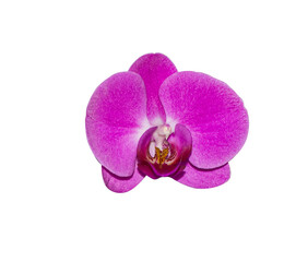 Beautiful Purple Phalaenopsis Orchid flower isolated on transparent background.