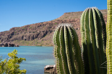 A cactus by the sea on Isla Espíritu Santo, Baja California Sur, Mexico