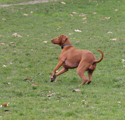 Naklejka na ściany i meble Playful Hungarian Vizsla dog running in the park