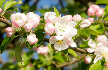 Blooming wild apple tree on a sunny spring day.