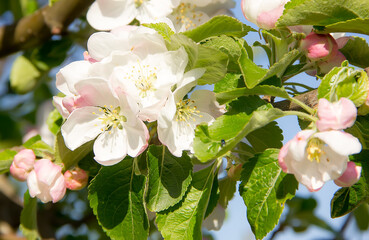 Blooming wild apple tree on a sunny spring day.