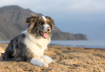 Dog Breed Border Collie on the seashore on a clear day.