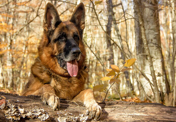 Dog breed German Shepherd in the autumn forest close-up.