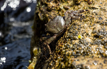 Sea crab on the seashore.