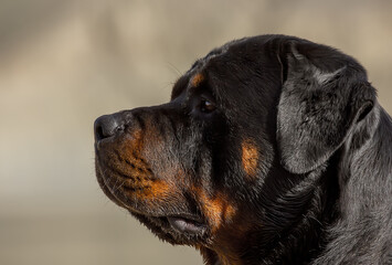 Portrait of an adult beautiful dog breed Rottweiler.