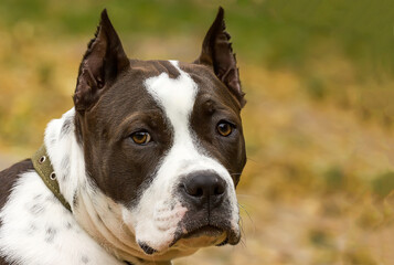 Portrait of a beautiful Staffordshire Terrier on a clear day.