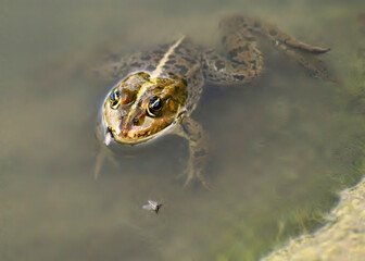 A large frog hunts for food, a fly in the water. Amphibian toad in the wild on and below the surface of a pond.