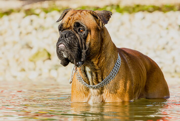 Boxer dog breed in the water on a clear sunny day.