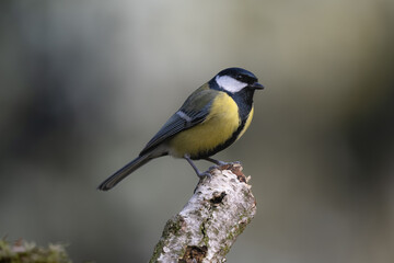 The great tit (Parus major) is sitting on an old birch stump.
