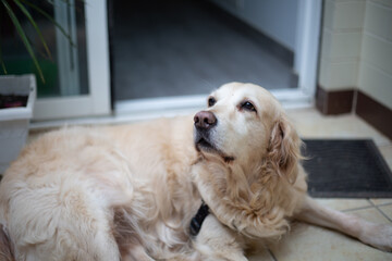 A nice beautiful golden retriever dog.
