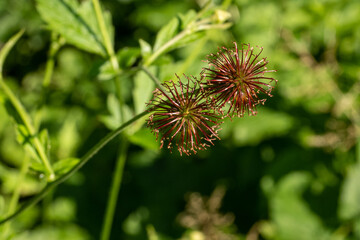 beautiful flowers, different varieties and combination