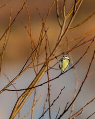 Cyanistes caeruleus ( Modraszka )