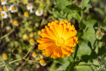 beautiful flowers, different varieties and combination
