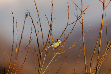 Cyanistes caeruleus ( Modraszka )