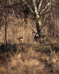 roe deer