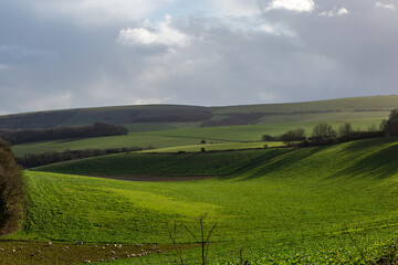 Fototapeta na wymiar Looking out over green fields in the South Downs, on a sunny day in January