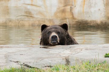Obraz na płótnie Canvas Grizzly Bear in a Pool