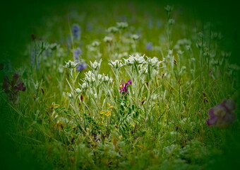 Russia. The South of Western Siberia, the Altai Mountains. A bush of aerial edelweiss on the...