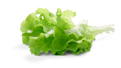 Lollo bionda lettuce-related leafy salad leaves isolated png