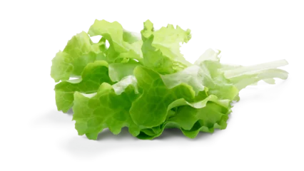 Fotobehang Lollo bionda lettuce-related leafy salad leaves isolated png © maxsol7