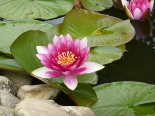 pink water lily and lily pads in the pond