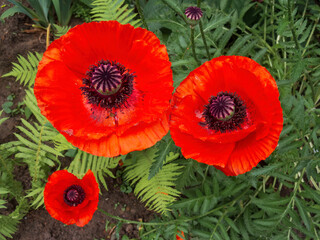 Red poppy flowers