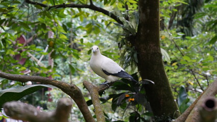 Pied imperial-pigeon|Ducula bicolor|斑皇鸠