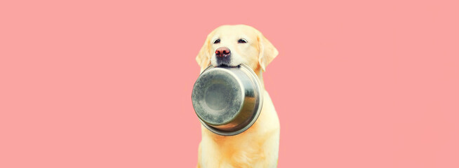 Portrait of Golden Retriever dog holding in her teeth bowl on pink background
