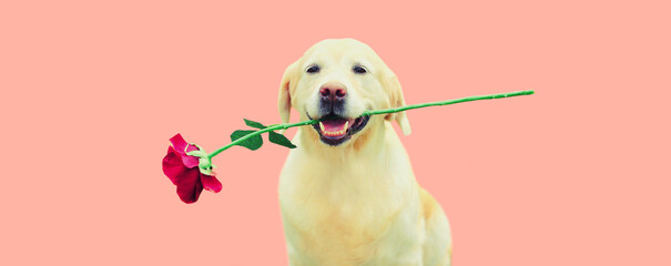 Portrait of Golden Retriever dog with flower rose on pink background