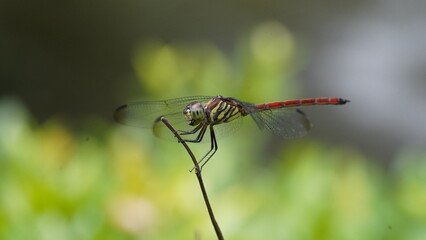 close up of a dragonfly on a branch