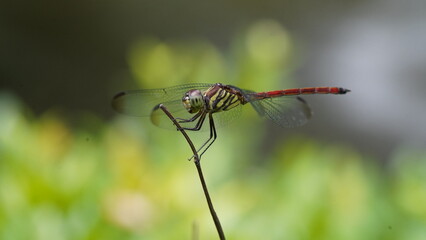 close up of a dragonfly on a branch