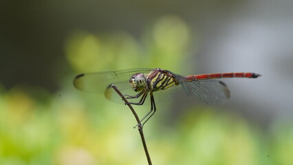 close up of a dragonfly on a branch