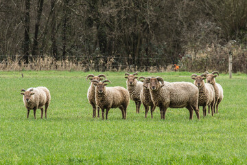 Obraz premium a flock of brown sheep with horns in a meadow in the Achterhoek