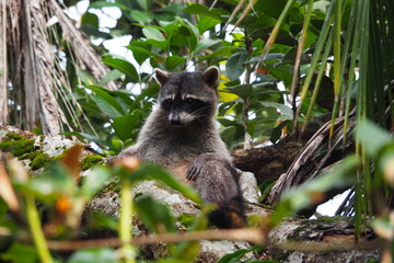 The racoon rest before rhe lunch