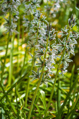 Ornithogalum boucheanum in the nature. Blossoms of the Star-of-Bethlehem plant - Ornithogalum boucheanum