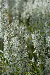 Bouche's star of Bethlehem, Ornithogalum boucheanum