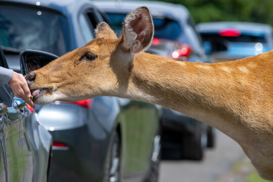 Barasingha (rucervus duvaucelii) deer