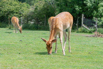 Barasingha (rucervus duvaucelii) deer grazing together