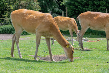 Naklejka na ściany i meble Barasingha (rucervus duvaucelii) deer grazing together