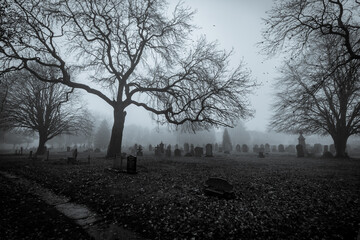 Single tree in the fog on the old cemetery in Wakefield