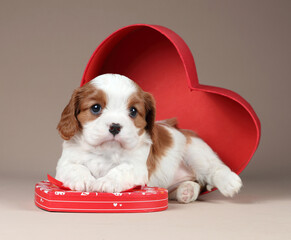 Cute little cavalier king charles spaniel puppy in heart gift box