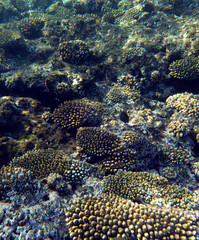 View of coral reef in Sharm El Sheik