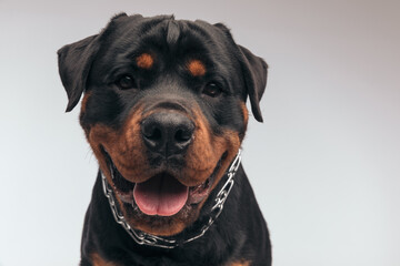 Rottweiler dog panting at the camera and feeling happy