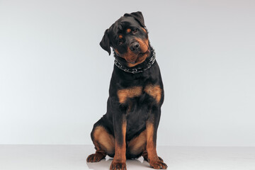 Rottweiler dog feeling confused and looking at the camera